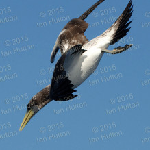Masked booby diving