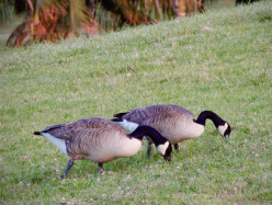 Canada geese observation