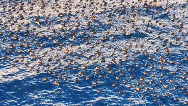 The shearwaters rafting late afternoon before flying ashore to feed chicks #lordhoweisland #seabirds #visitlordhoweisland #oceanlife #worldheritage
