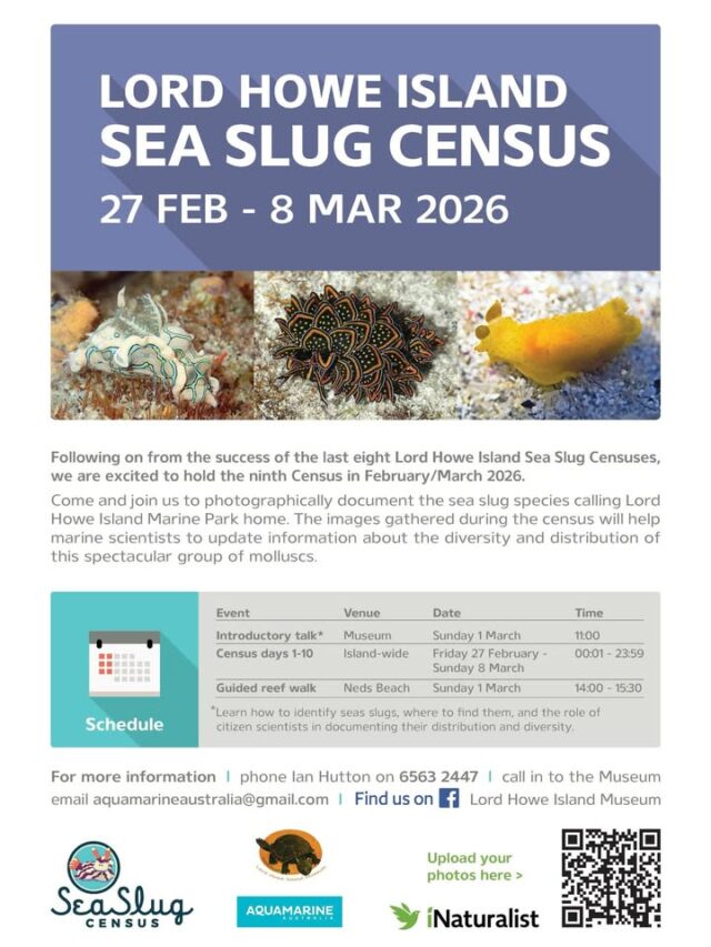 Starting 27 February is the Citizen Science Lord Howe Island Sea Slug Census. Photograph as many sea slugs as you can find. See poster for details and join in #lordhoweisland #lordhoweislandtourism #nudibranchs #lordhoweislandmarinepark #citizenscience