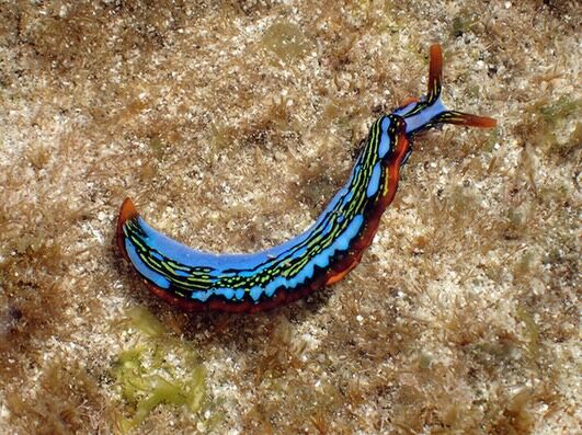 Some of the 2025 sea slugs at Lord Howe Island #lordhoweisland #nudibranchs #lordhoweislandtourism #rockpools #olympus