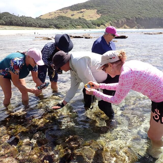 2026 Sea Slug week off to a good start with public low tide walk at Neds Beach #lordhoweisland #nudibranch #citizenscience #visitlordhoweisland #worldheritage