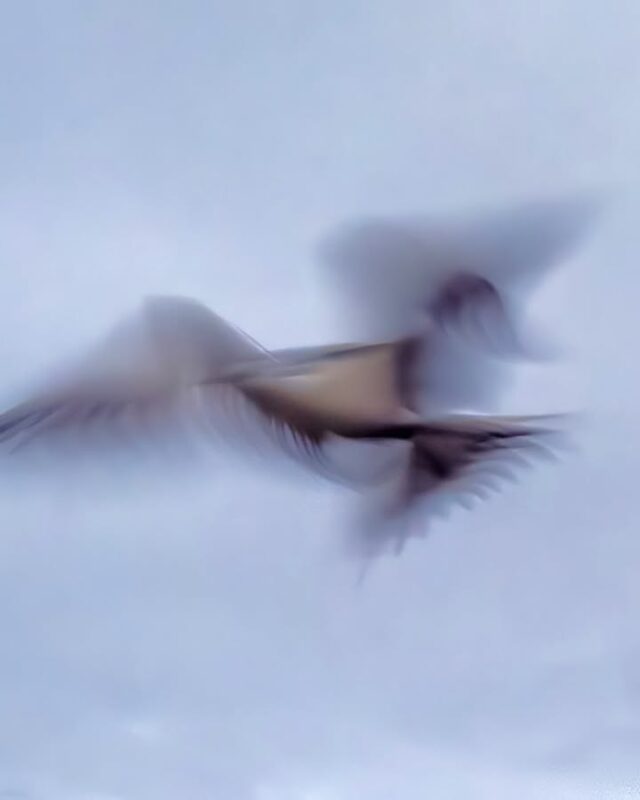 The Sooty terns are just ghosts now as they all departed last week to spend autumn and winter in the Coral Sea #lordhoweisland #seabirds #seasonschange #worldheritagesite