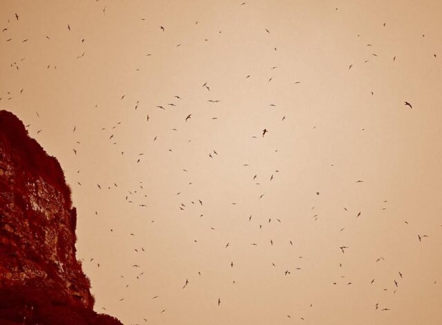 It’s not dust on the camera lens, but thousands of Providence petrel seabirds gathering in the mountains at sunset #lordhoweisland #seabirds #mountainscenery #worldheritage