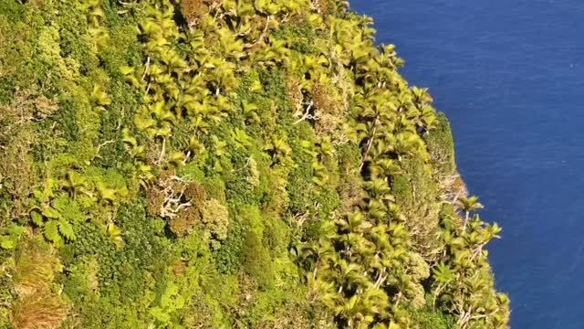 What extraordinary richness of palms and tree ferns growing on the near vertical cliffs of Mount Lidgbird #lordhoweisland #mountains #palms #lordhoweislandtourism #worldheritagesite