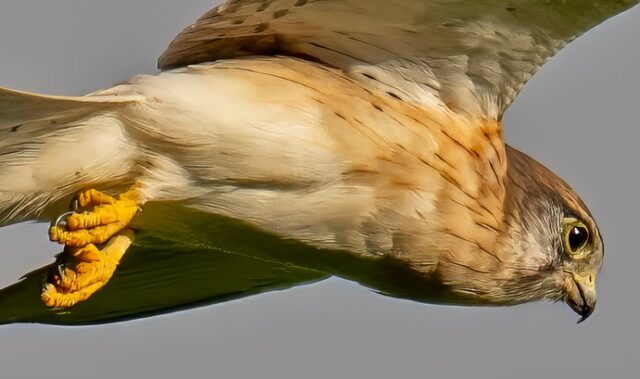 The Australian kestrel is an amazing hunting machine with ultra sharp eyes, beak and talons #lordhoweisland #birdofprey #birdphotography #nikonz8 #naturephotography