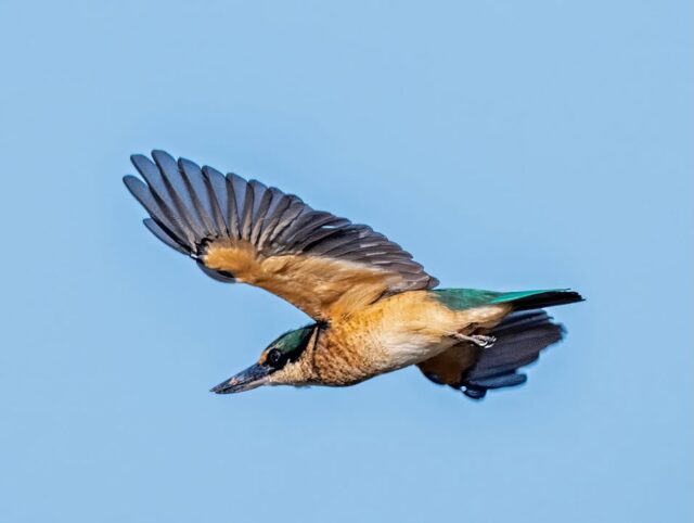 The kingfishers are feeding out on the seashore and a challenge to photograph in flight as they hunt for food #lordhoweisland #kingfishers #lordhoweislandtourism #nikonz8 #ísland