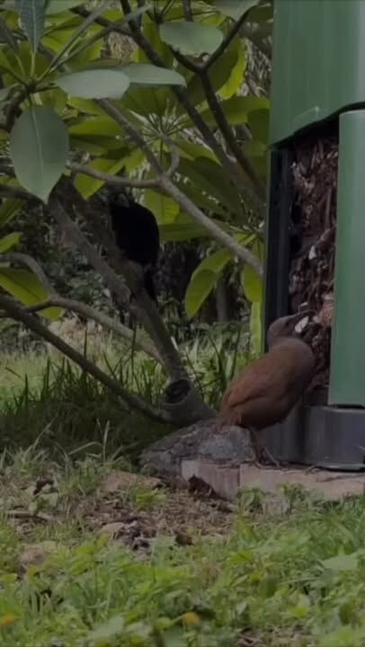 A family of Woodhens enjoying insects in the compost bin tempted a Currawong to have a go too….. without much success given the Woodhens aggression #lordhoweisland #birdbehaviour #worldheritage #visitlordhoweisland #birds
