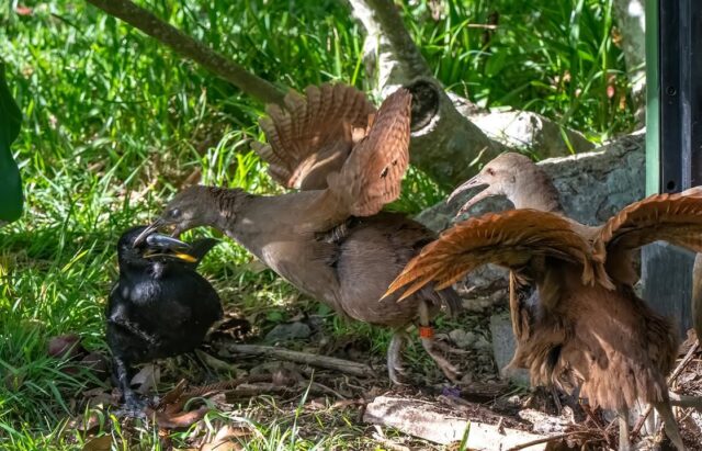 The woodhen’s food protection@isn’t just a flurry of feathers, it is serious against the Currawong #lordhoweisland #birdbehaviour #visitlordhoweisland #worldheritage #naturephotography