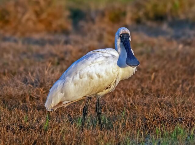 A nice Royal spoonbill dropped into the island today #lordhoweisland #birdphotography #birds #birdwatchers #visitlordhoweisland