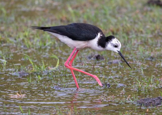 This Pied stilt arrived on Wednesday; a rare visitor blown in by the strong winds, and must be very happy to have found Lord Howe Island #lordhoweisland #birdphotographý #lordhoweislandtourism #nikonz8 #shorebird