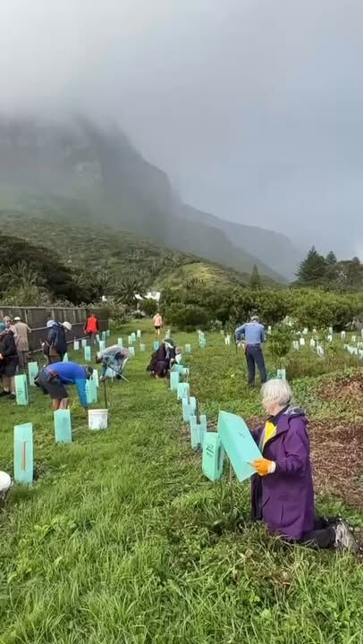 Another successful May weeding ecotour. Despite some wild weather great conservation activity was achieved and all enjoyed exploring and learning about nature #lordhoweisland #conservation #ecotourism #lordhoweislandtourism #worldheritage @lordhowe-tours.com.au