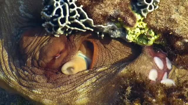 It is mesmerising to watch the octopus breathing… water in … water out #lordhoweisland #øctøpus #lordhoweislandmarinepark #lordhoweislandtourism #worldheritage