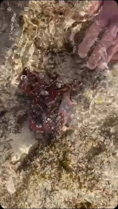 Rescuing an octopus caught out at low tide; it was looking dead but when placed into a Rockpool with water it quickly recovered and crawled away to safety #lordhoweisland #octopus  #visitlordhoweisland #lordhoweislandtourism #lordhoweislandmarinepark