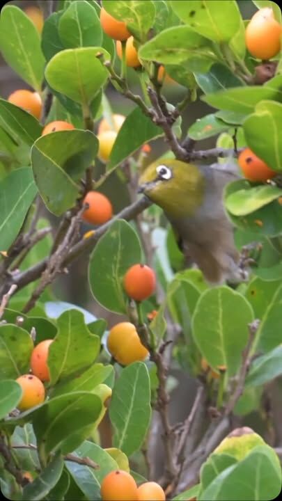 The White eyes are enjoying the  fruits of the native greybeard tree in this mast year … a rare year with super abundant fruits #lordhoweisland #lordhoweislandtourism #birdsfeeding #birdphotographý #nature
