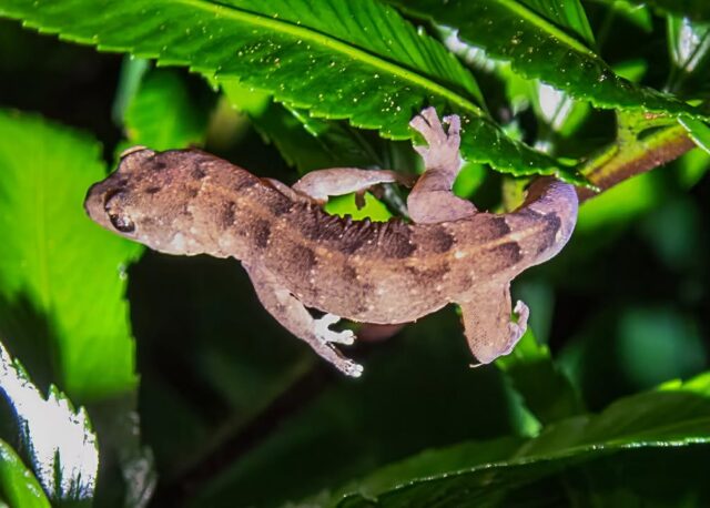 Delighted to have a gecko family in the garden and watching this baby one climb among the ferns  #lordhoweisland #gecko #worldheritage #lordhoweislandtourism #naturephotography