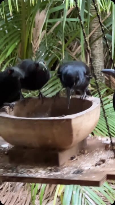 The Wongs enjoying an afternoon snack of oats #lordhoweisland #currawong #birdwatching #visitlordhoweisland #worldheritage