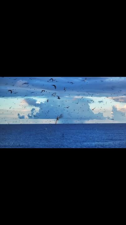 Spring is very close now that Sooty terns are coming closer to the island. They have been around in the air for many weeks now, but wait until ocean timing is right before landing to lay eggs and raise their young. Circling endlessly in big groups off the island #lordhoweisland #seabirds #visitlordhoweisland #naturephotography #worldheritage