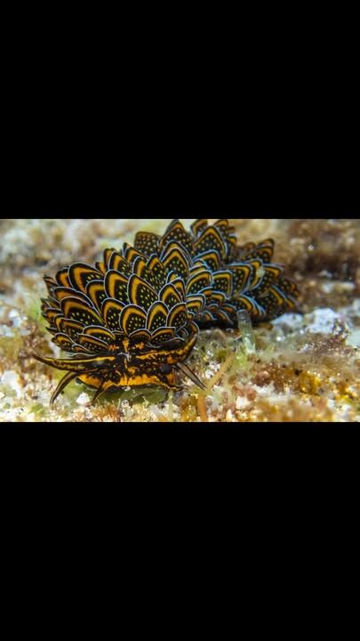 What to do on a sunny low tide afternoon - discover some of the colourful sea slugs found here #lordhoweisland #seaslugs #rockpools #lordhoweislandtourism