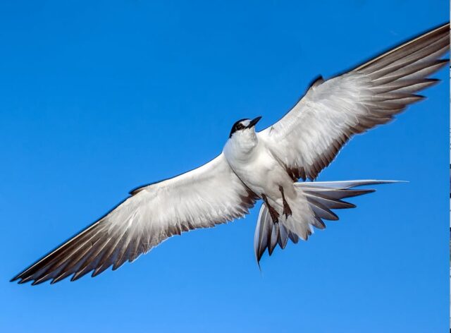 At my Birds of Lord Howe lecture tonight someone asked how many feathers does a bird have ? A bit of research shows:
A bird can have anywhere from about 1,000 feathers to over 80,000 feathers, depending entirely on its species, size, and climate needs. 
 
Hummingbirds: Roughly 1,000 feathers 
Small Songbirds 1,500 to 4,000 feathers 
Birds of Prey 5,000 to 8,000 feathers 
Waterfowl: 20,000 to 25,000 feathers 
Penguins: Up to 80,000 dense, small feathers to survive extreme polar cold. 
And medium sized seabird such as a Sooty tern 3,000 to 5,000 feathers !
#lordhoweisland #seabirds #birdsofinstagram #lordhoweislandtourism #naturefacts