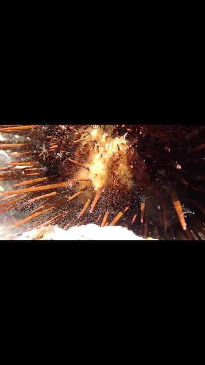 A surprise on a low tide Rockpool walk to discover sea urchins spawning. First the female releasing thousands of tiny yellow eggs and then the male releasing a cloud of millions of sperm cells #lordhoweisland #naturephotography #seaurchin #visitlordhoweisland #lordhoweislandmarinepark