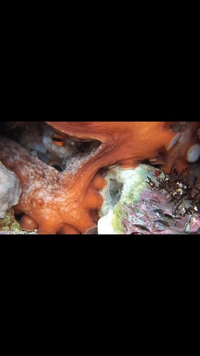Octopus always amaze me.  Each suction cap is controlled independently; and two thirds of an octopus neurons are in its arms rather than in a central brain #lordhoweisland #octopus #naturecloseup #macrophotography