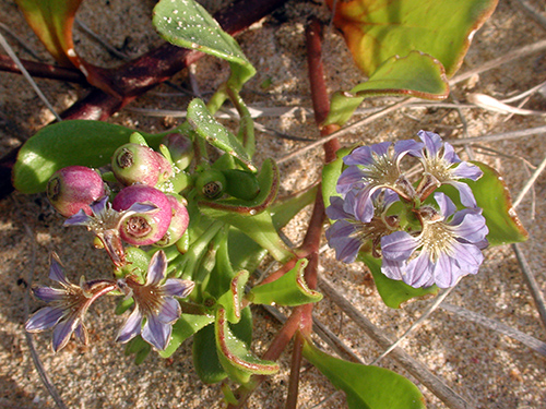 Fan flower