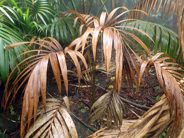 Little mountain palm dead from recent drough
