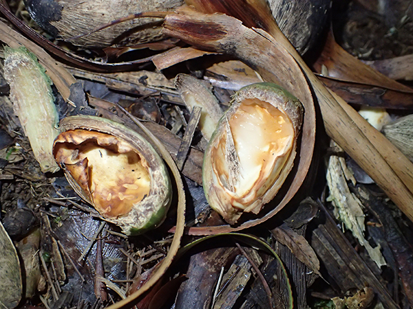 Big mountain palm seed eaten by rats