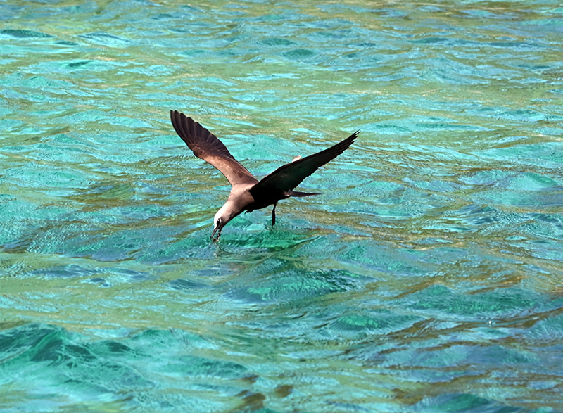 Black noddy picking up nest material