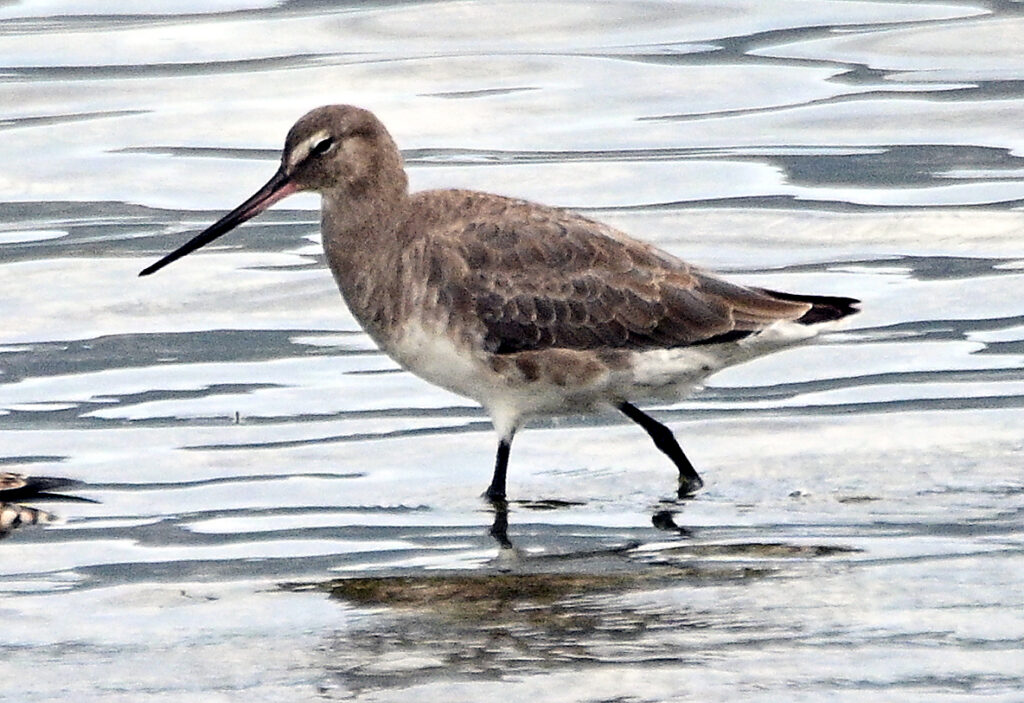 Hudsonian godwit