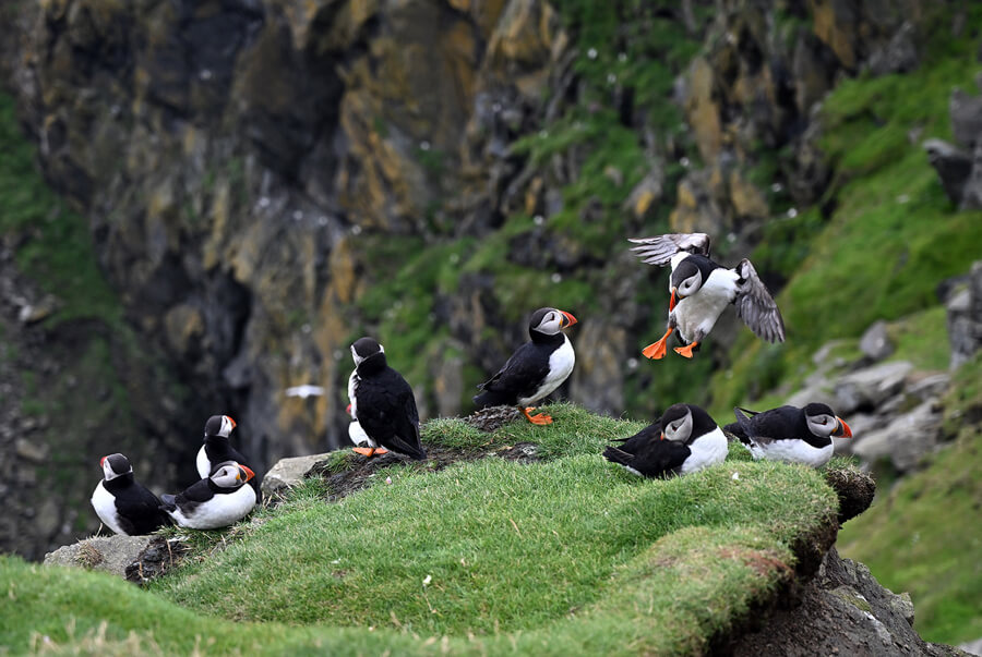 Puffins at Hermanesse Reserve
