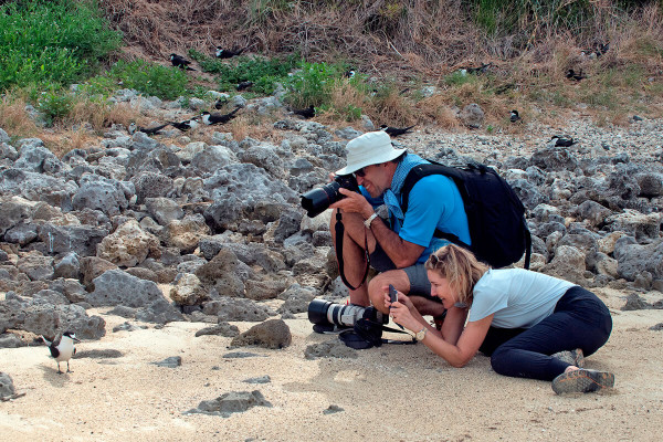 A close up look at Sooty terns on a personal tour