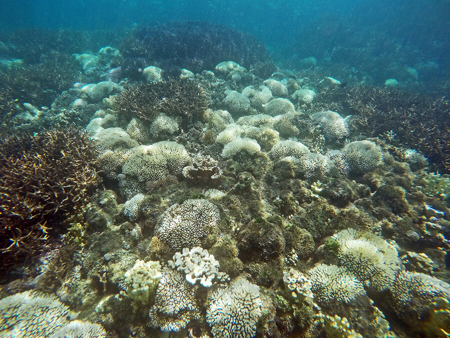 Bleached coral in North Bay