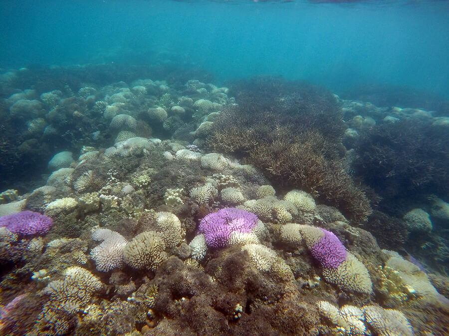 Bleached coral in North Bay